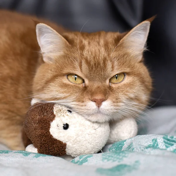 Imbir Cat Jest Leży Zabawkami Ape Kanapie Patrząc Obiektyw Aparatu — Zdjęcie stockowe