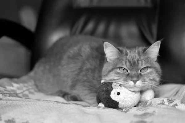 Haustier Mit Spielzeug Foto Schwarz Weiß — Stockfoto