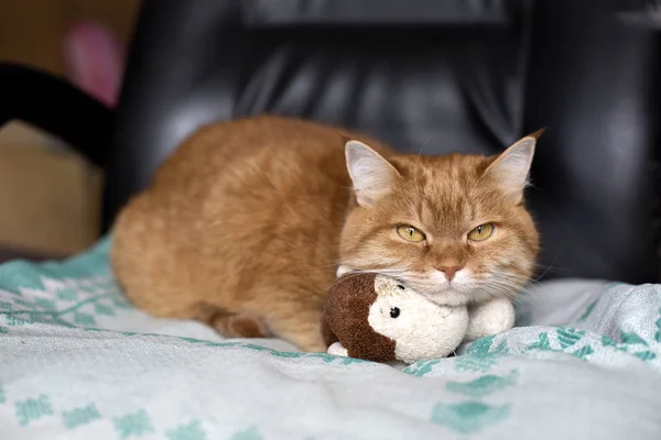 Imbir Kot Leży Małpy Zabawki — Zdjęcie stockowe
