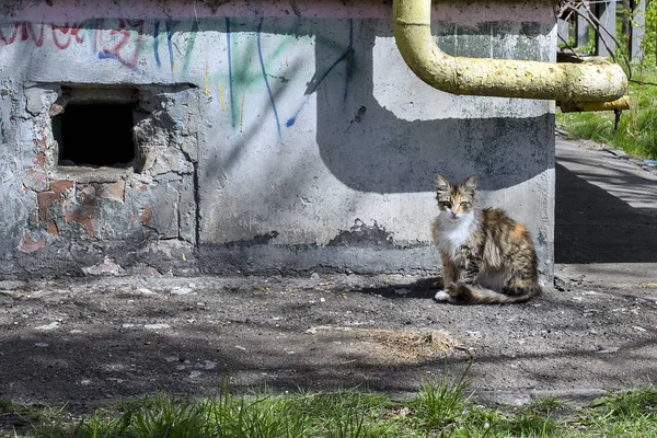 Tamkatt Sitter Nära Ett Gammalt Hus Med Ett Hål Väggen — Stockfoto