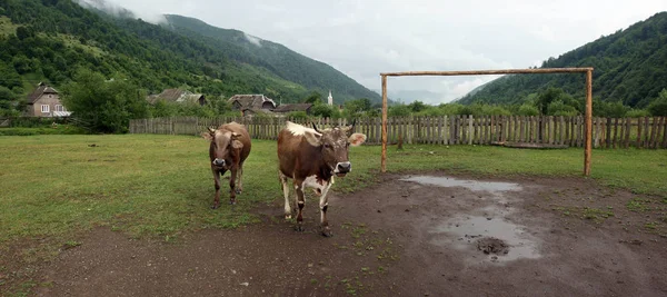 Cows are on the football field after the rain in summer day