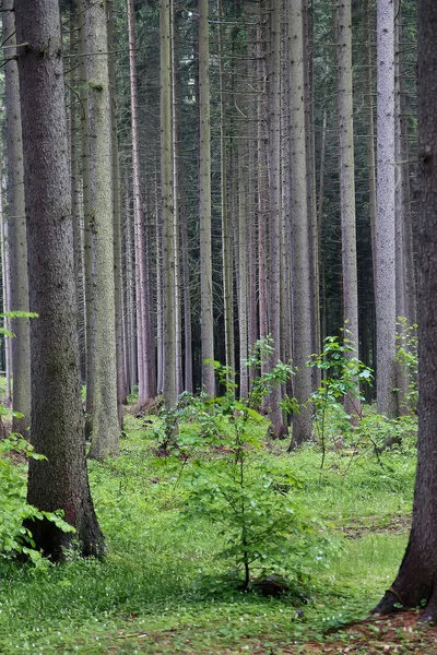 Κορμούς Από Κωνοφόρα Δέντρα Δίπλα Δίπλα Στο Μαύρο Δάσος — Φωτογραφία Αρχείου