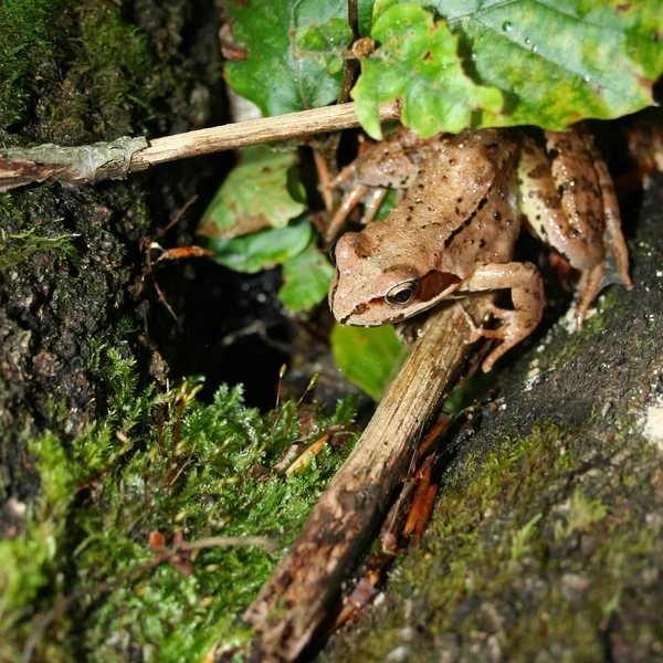 개구리는 이끼에 사이에서 — 스톡 사진