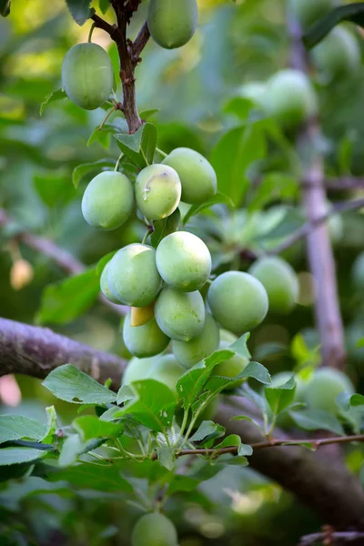 Fruits of green plums hanging on branch tree