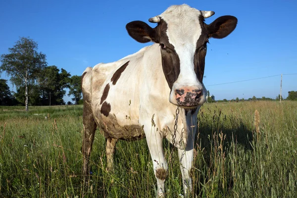 Cow in the grass against the sky