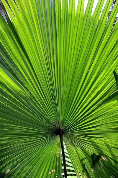 Mooie Groene Tropische Palm Blad Vorm Van Ventilator — Stockfoto