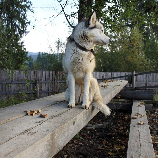 白と黒の色の純血種犬は路上で木製のクロスバーの上に座って 距離を検討 — ストック写真