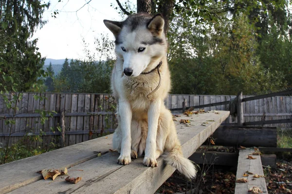 Ein Weiß Schwarzer Vollblut Hund Sitzt Auf Einer Hölzernen Querstange — Stockfoto