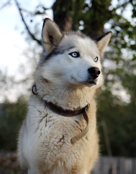 Portrait Thoroughbred Dog Blue Eyes She Sitting Dog Collar — Stock Photo, Image