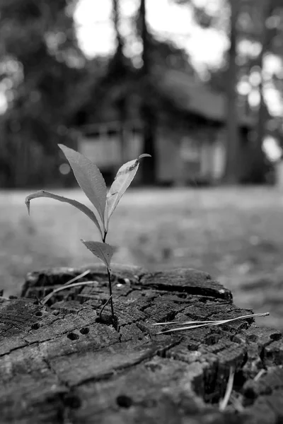 Plántulas Verdes Que Crecen Partir Del Tocón Del Árbol Concepto — Foto de Stock