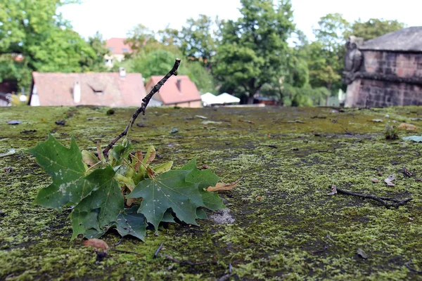 Maple Gren Med Frön Liggande Mossan — Stockfoto