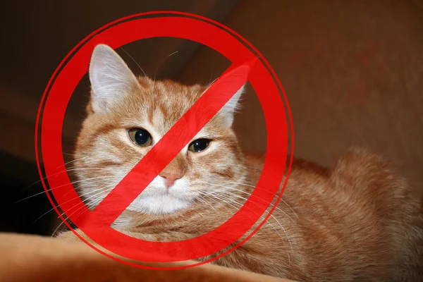 Segno Proibizione Sullo Sfondo Del Gatto Rosso Concetto Pericolo Gli — Foto Stock
