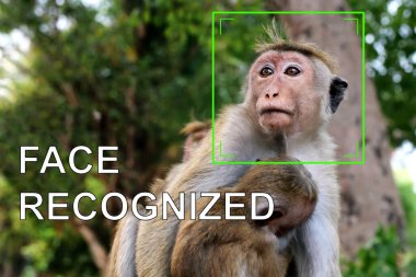 Ağızlığının etrafında yeşil bir kare olan bir maymunun görüntüsü. Biyometrik yüz tanıma kavramı.