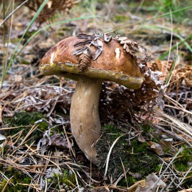 Boletus edulis, yenilebilir mantar. Boletusun kapağında büyüyen küçük boletus. Doğal ortamda mantar. İngilizce: Kuruşluk çörek, porselen, cep, porcino, kral bolete