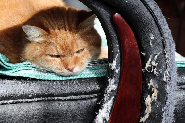 Ginger Kat Ligt Een Lederen Stoel Die Gekrabd Gescheurd Meubilair — Stockfoto