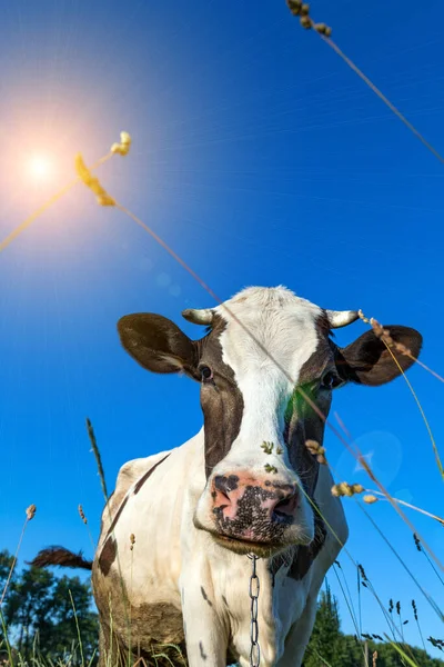 Vaca Hierba Contra Cielo — Foto de Stock
