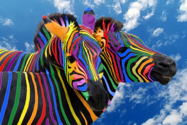 Zwei Bunte Zebras Den Farben Des Regenbogens Kuscheln Auf Dem — Stockfoto