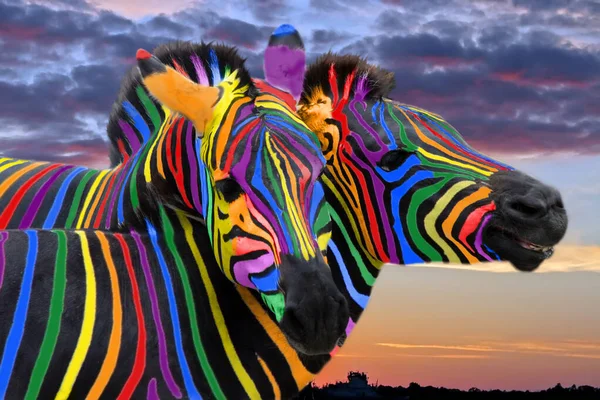 Zwei Bunte Zebras Den Farben Des Regenbogens Kuscheln Auf Dem — Stockfoto