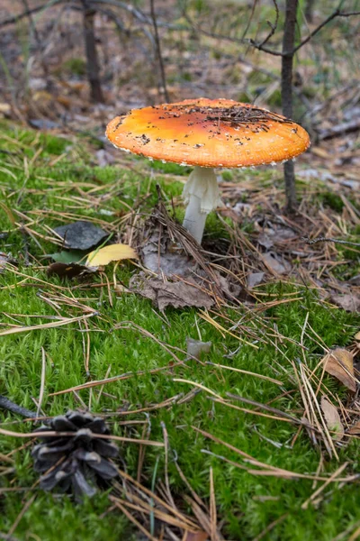 红菇在森林中的背景是草木和森林 Amanita Muscaria — 图库照片