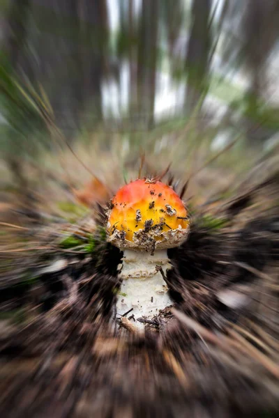 Ormanda Çim Ormanın Arka Planına Karşı Amanita Kızıl Mantarı Amanita — Stok fotoğraf