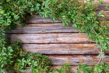 Ahşap arka planda yabani üzümler