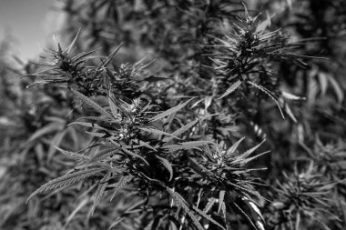 Esrar Dokuları Marihuana Yaprak Yığını Arkaplanı ve Düz Vintage Tarzı. siyah ve beyaz resim