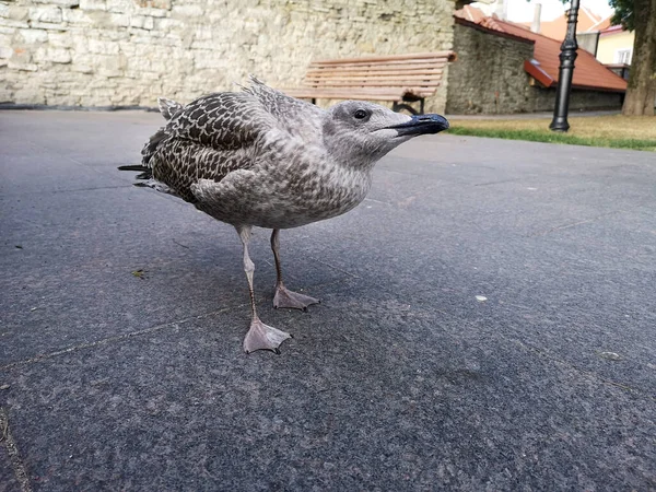 Velký Šedý Mořský Pták Stojí Zemi Zblízka — Stock fotografie