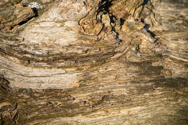 Фоновый Рисунок Дерева Открытый Снимок Текстуры Старого Дерева Абстрактный Фон — стоковое фото