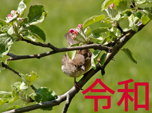 Período Reiwa Reiwa Jidai Siguiente Era Japón Sobre Fondo Verde — Foto de Stock