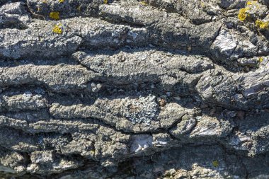 Gri ağaç kabuğu dokusu yakın plan. Arkaplan, liken sarısı