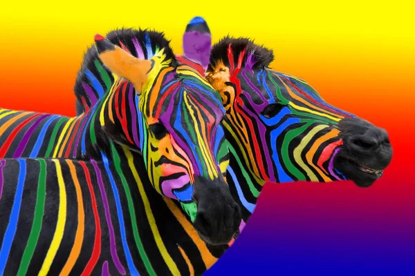 Zwei Bunte Zebras Gemalt Den Farben Des Regenbogens Kuscheln Auf — Stockfoto