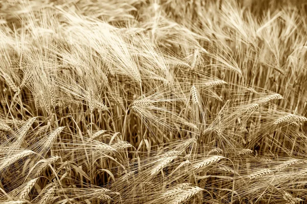 Yeşil Buğday Kulaklarının Doğal Arka Planı Sepya — Stok fotoğraf