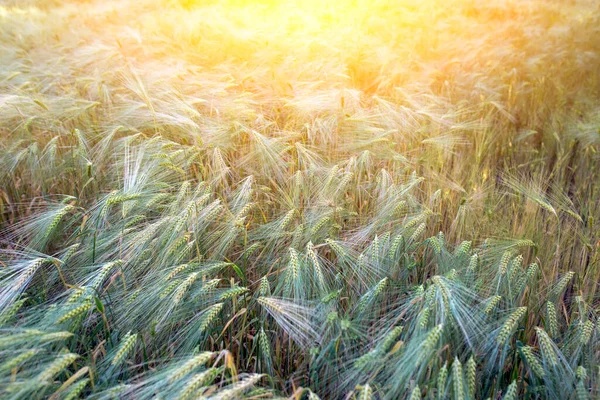 Achtergrond Van Rijpende Oren Van Tarweveld Zonsondergang Oranje Achtergrond Kopieer — Stockfoto