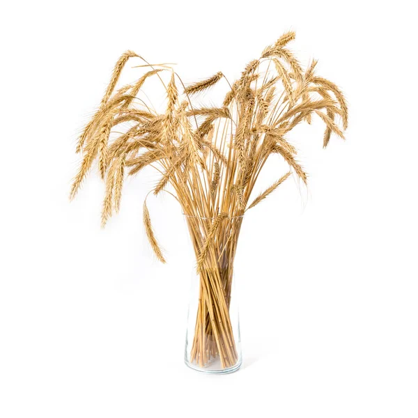 Beyaz Arkaplanda Izole Edilmiş Vazodaki Sarı Buğday Kulakları — Stok fotoğraf