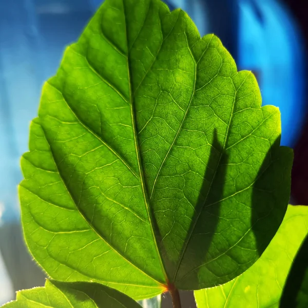 Bir ağacın yeşil büyük yaprağı arkadan aydınlatılır, yakından.