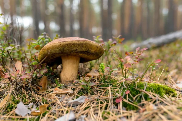 Edible mushrooms in a forest on green background, Boletus edulis. Mushroom picking.