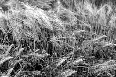Buğday tarlası. Kulaklar buğday gibi kapanır. Siyah beyaz görüntü. Sanat tasarımı arkaplan dokusu.