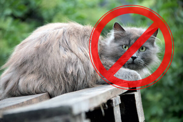 Prohibition sign on the background of the cat with long hair. The concept of danger from domestic and stray animals.