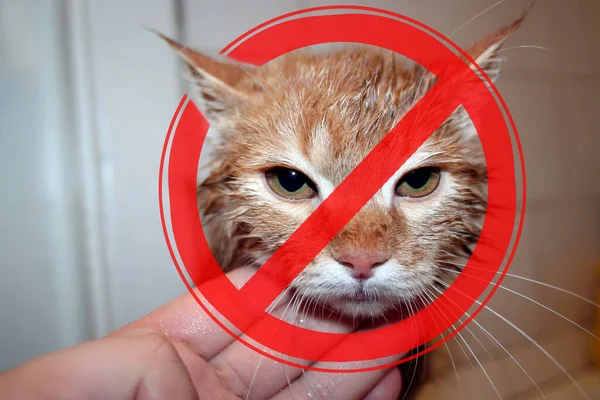Sinal Proibição Fundo Gato Molhado Conceito Perigo Animais Domésticos Vadios — Fotografia de Stock