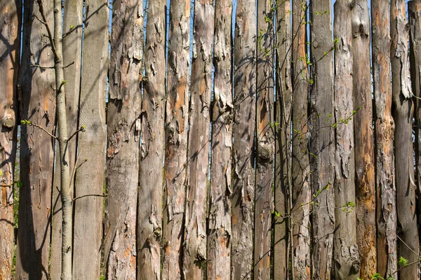 Fenyőfa Kerítés Kerítés Mögött Látható Elöl Két Fiatal — Stock Fotó