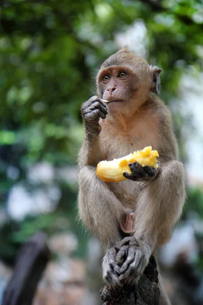 Mono Sienta Come Plátano Fondo Árboles Verdes Primer Plano — Foto de Stock