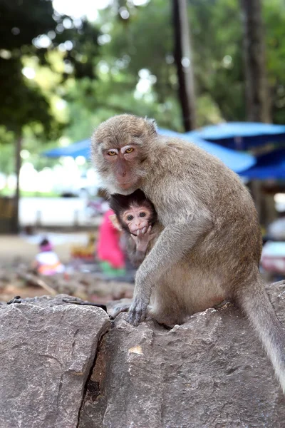 Macaco Adulto Senta Com Filhote Uma Pedra Cinza Olha Para — Fotografia de Stock