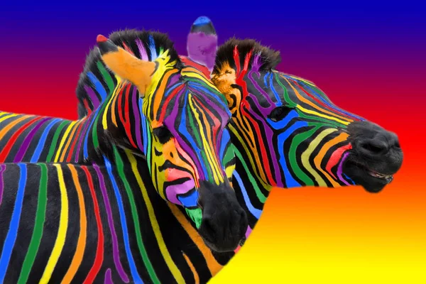 Zwei Bunte Zebras Gemalt Den Farben Des Regenbogens Kuscheln Auf — Stockfoto