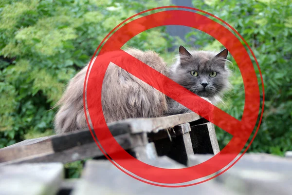 Förbudstecken Bakgrunden Katten Med Långt Hår Begreppet Fara Från Husdjur — Stockfoto