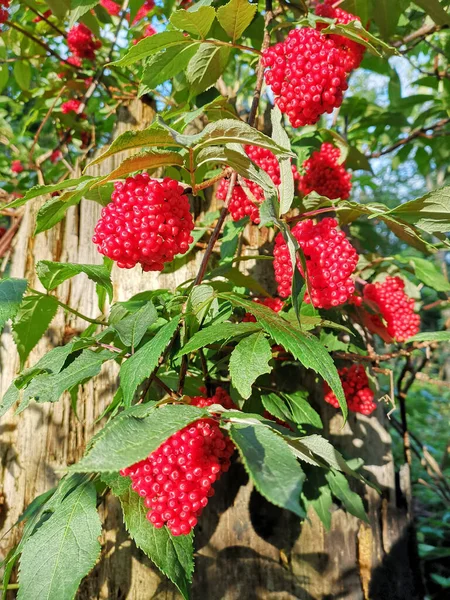 bright red bunches of berries on a green  tree