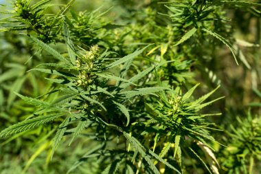 Esrar Dokusunu Marihuana Yaprak Yığını Arkaplanı Düz Vintage Biçimli