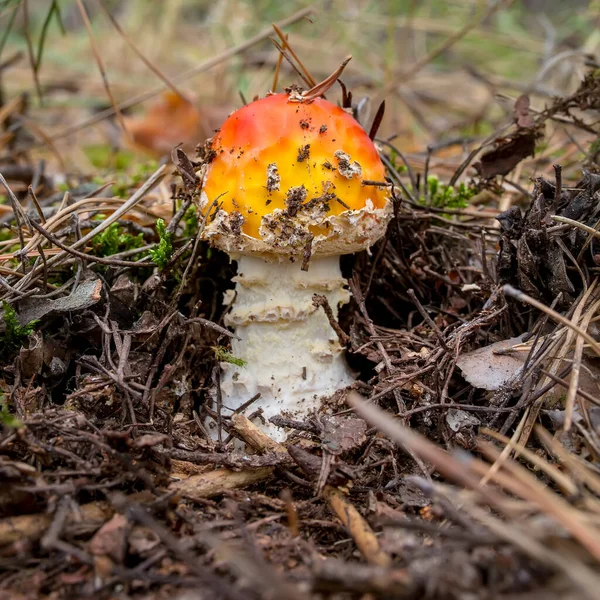 Ormanda çim ve ormanın arka planına karşı Amanita kızıl mantarı. Amanita muscaria
