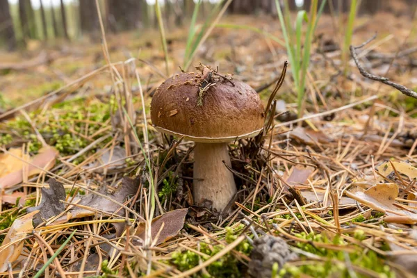 Yeşil Arka Planda Yenebilir Mantarlar Boletus Edulis Mantar Toplama — Stok fotoğraf