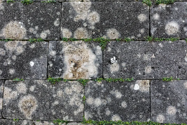 Mur Gris Blocs Pierre Briques Entre Lesquelles Pousse Herbe Verte — Photo