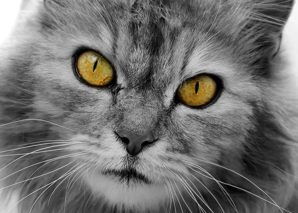 Kedi siyah ve beyazdır. Sarı gözlü, yakın plan namlu..